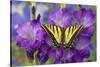 Two-Tailed Swallowtail Butterfly-Darrell Gulin-Stretched Canvas