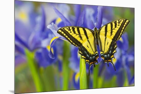 Two-Tailed Swallowtail Butterfly-Darrell Gulin-Mounted Premium Photographic Print