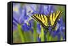 Two-Tailed Swallowtail Butterfly-Darrell Gulin-Framed Stretched Canvas