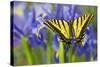 Two-Tailed Swallowtail Butterfly-Darrell Gulin-Stretched Canvas