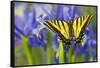 Two-Tailed Swallowtail Butterfly-Darrell Gulin-Framed Stretched Canvas