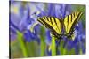 Two-Tailed Swallowtail Butterfly-Darrell Gulin-Stretched Canvas