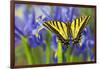 Two-Tailed Swallowtail Butterfly-Darrell Gulin-Framed Photographic Print