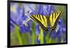 Two-Tailed Swallowtail Butterfly-Darrell Gulin-Framed Photographic Print