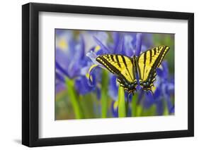 Two-Tailed Swallowtail Butterfly-Darrell Gulin-Framed Photographic Print