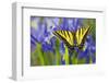 Two-Tailed Swallowtail Butterfly-Darrell Gulin-Framed Photographic Print