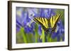 Two-Tailed Swallowtail Butterfly-Darrell Gulin-Framed Photographic Print