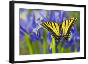 Two-Tailed Swallowtail Butterfly-Darrell Gulin-Framed Photographic Print