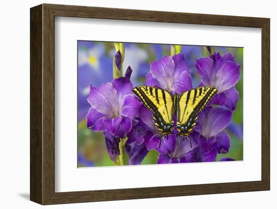 Two-Tailed Swallowtail Butterfly-Darrell Gulin-Framed Photographic Print