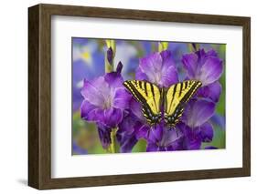 Two-Tailed Swallowtail Butterfly-Darrell Gulin-Framed Photographic Print