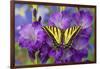 Two-Tailed Swallowtail Butterfly-Darrell Gulin-Framed Photographic Print