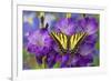 Two-Tailed Swallowtail Butterfly-Darrell Gulin-Framed Photographic Print