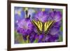 Two-Tailed Swallowtail Butterfly-Darrell Gulin-Framed Photographic Print