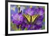 Two-Tailed Swallowtail Butterfly-Darrell Gulin-Framed Photographic Print