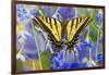 Two-Tailed Swallowtail Butterfly-Darrell Gulin-Framed Photographic Print