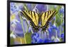 Two-Tailed Swallowtail Butterfly-Darrell Gulin-Framed Photographic Print