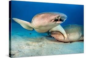 two tawny nurse sharks on seabed at dusk, maldives-alex mustard-Stretched Canvas