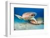 two tawny nurse sharks on seabed at dusk, maldives-alex mustard-Framed Photographic Print