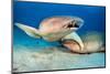 two tawny nurse sharks on seabed at dusk, maldives-alex mustard-Mounted Photographic Print