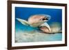 two tawny nurse sharks on seabed at dusk, maldives-alex mustard-Framed Photographic Print