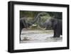 Two Teenaged Male African Elephant (Loxodonta Africana) Playing-James Hager-Framed Photographic Print