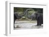 Two Teenaged Male African Elephant (Loxodonta Africana) Playing-James Hager-Framed Photographic Print