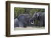 Two Teenaged Male African Elephant (Loxodonta Africana) Playing-James Hager-Framed Photographic Print