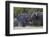 Two Teenaged Male African Elephant (Loxodonta Africana) Playing-James Hager-Framed Photographic Print