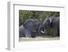 Two Teenaged Male African Elephant (Loxodonta Africana) Playing-James Hager-Framed Photographic Print