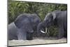 Two Teenaged Male African Elephant (Loxodonta Africana) Playing-James Hager-Mounted Photographic Print