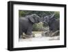 Two Teenaged Male African Elephant (Loxodonta Africana) Playing-James Hager-Framed Photographic Print