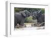 Two Teenaged Male African Elephant (Loxodonta Africana) Playing-James Hager-Framed Photographic Print