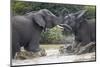 Two Teenaged Male African Elephant (Loxodonta Africana) Playing-James Hager-Mounted Photographic Print