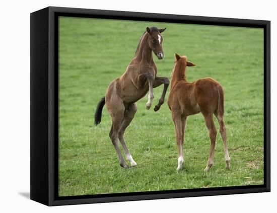 Two Thoroughbred Colt Foals, Playing, Virgina-Carol Walker-Framed Stretched Canvas