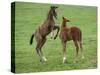 Two Thoroughbred Colt Foals, Playing, Virgina-Carol Walker-Stretched Canvas