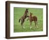 Two Thoroughbred Colt Foals, Playing, Virgina-Carol Walker-Framed Premium Photographic Print