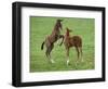 Two Thoroughbred Colt Foals, Playing, Virgina-Carol Walker-Framed Premium Photographic Print
