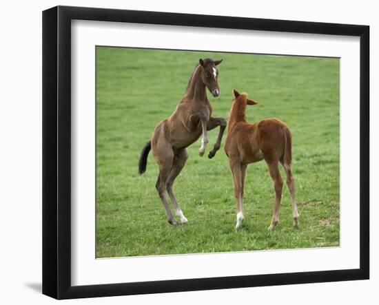 Two Thoroughbred Colt Foals, Playing, Virgina-Carol Walker-Framed Premium Photographic Print