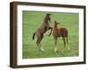 Two Thoroughbred Colt Foals, Playing, Virgina-Carol Walker-Framed Photographic Print