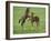 Two Thoroughbred Colt Foals, Playing, Virgina-Carol Walker-Framed Photographic Print