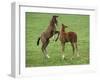 Two Thoroughbred Colt Foals, Playing, Virgina-Carol Walker-Framed Photographic Print