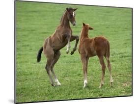 Two Thoroughbred Colt Foals, Playing, Virgina-Carol Walker-Mounted Photographic Print
