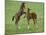 Two Thoroughbred Colt Foals, Playing, Virgina-Carol Walker-Mounted Photographic Print