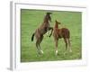 Two Thoroughbred Colt Foals, Playing, Virgina-Carol Walker-Framed Photographic Print