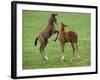 Two Thoroughbred Colt Foals, Playing, Virgina-Carol Walker-Framed Photographic Print