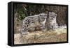 Two, three month Snow leopard cubs siting, France. Captive-Eric Baccega-Framed Stretched Canvas