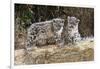 Two, three month Snow leopard cubs siting, France. Captive-Eric Baccega-Framed Photographic Print