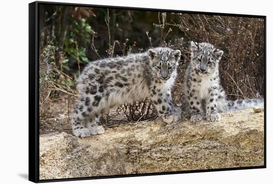 Two, three month Snow leopard cubs siting, France. Captive-Eric Baccega-Framed Stretched Canvas