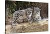 Two, three month Snow leopard cubs siting, France. Captive-Eric Baccega-Stretched Canvas