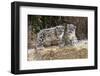 Two, three month Snow leopard cubs siting, France. Captive-Eric Baccega-Framed Photographic Print